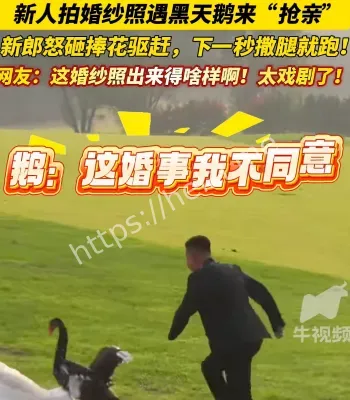 黑天鹅抢新娘